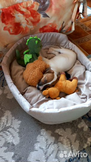 Щенки джек Рассел терьер