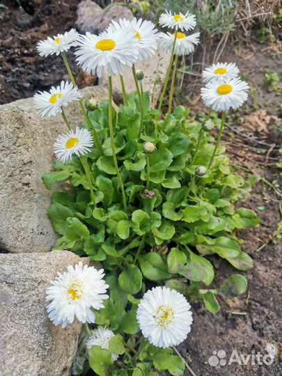 Многолетние цветы