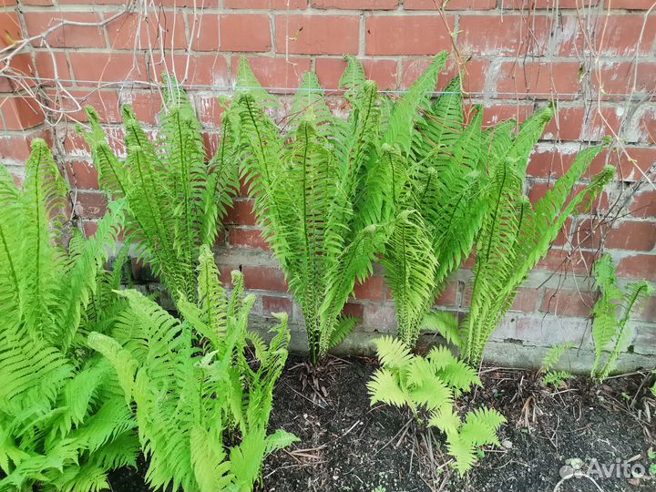 Папоротник садовый, 100р., мкр. Ершовский