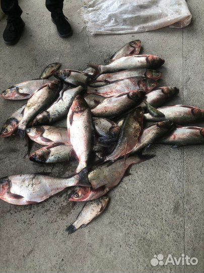 Технопланктон