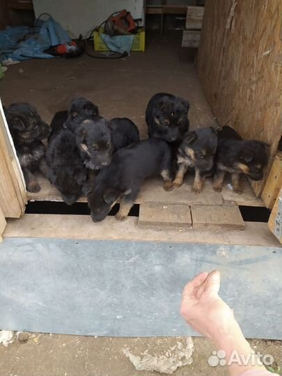 Щенки немецкой овчарки