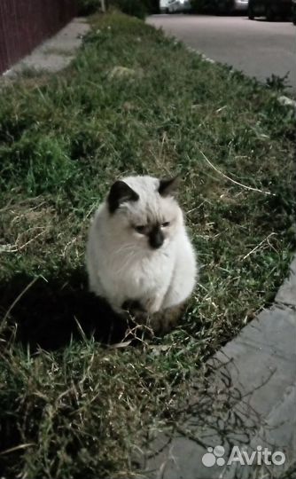 Котик ищет дом