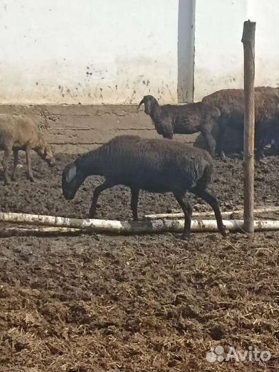 Овцы бараны эдельбай