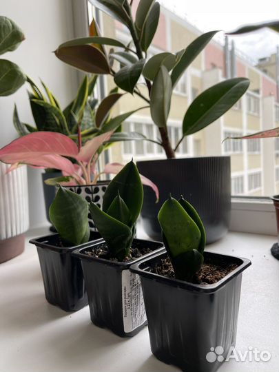 Сансевиерия