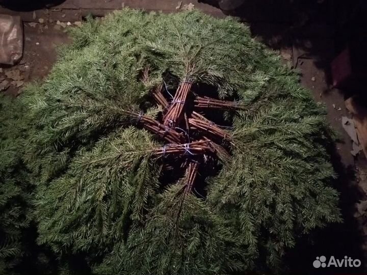 Пихтовые веники