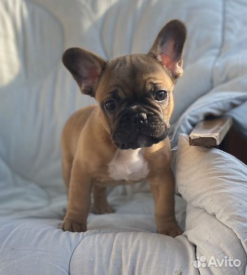 Шикарные французские булечки