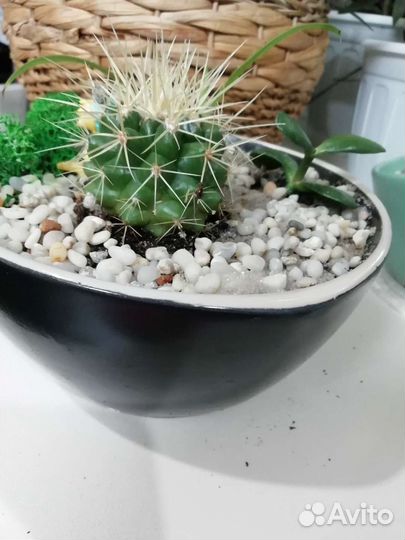 Мини садики, композиции