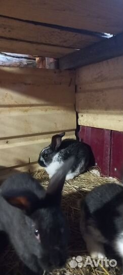 Продам кроликов