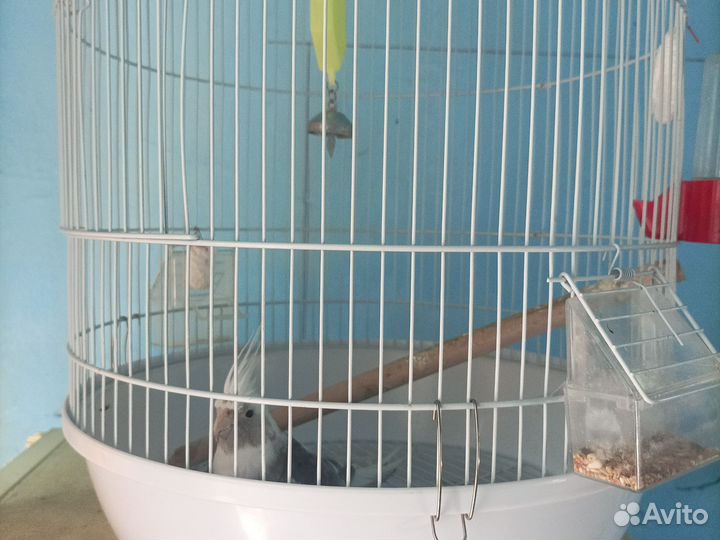 Попугай корелла с клеткой