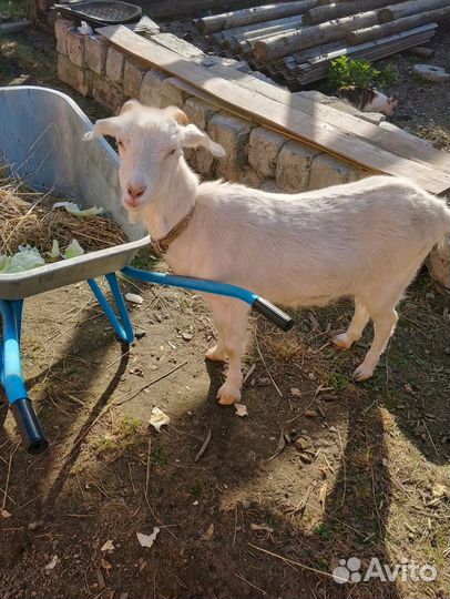 Зааненская коза