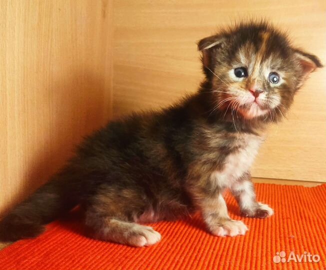 Котята Мейн Кун мальчики и девочка