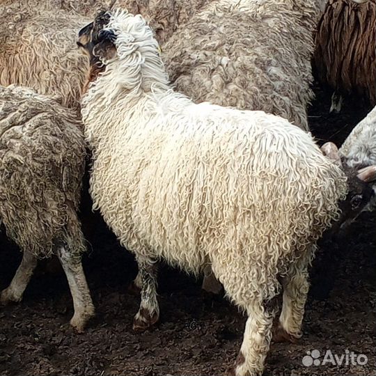 Бараны и овцы на продажу