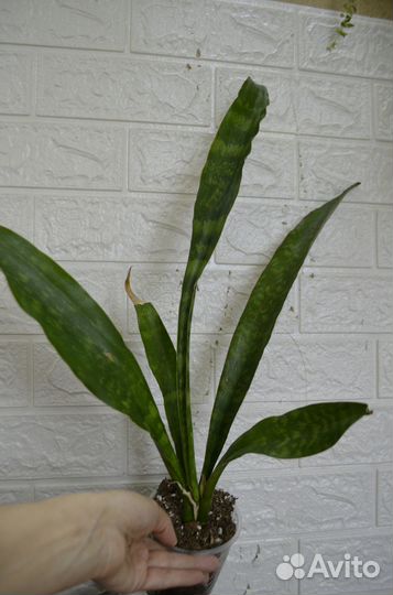 Сансевиерия аубрутиана дракон