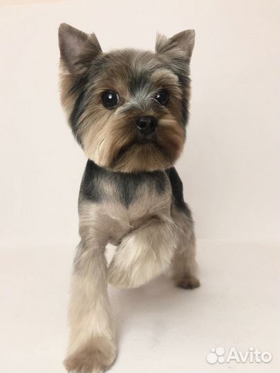 Груминг (стрижка, уход) собак мелких пород