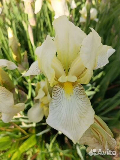 Сортовой ирис