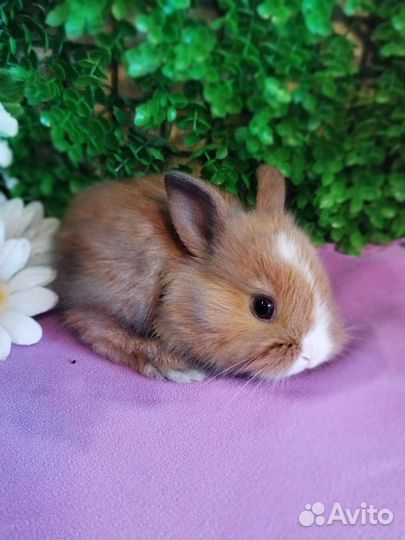 Кролики карликовые. Декоративные мини