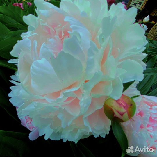 Пионы сортовые соланж