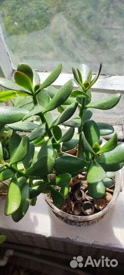 Алоэ вера и денежное растение