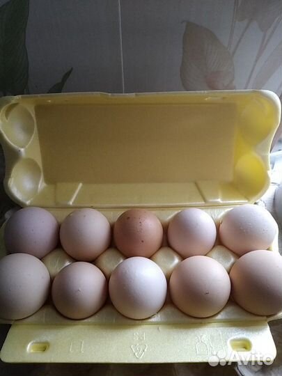 Инкубационное яйцо