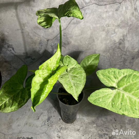 Сингониум разные виды