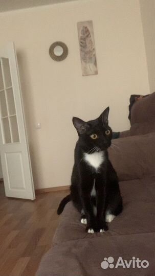Котик