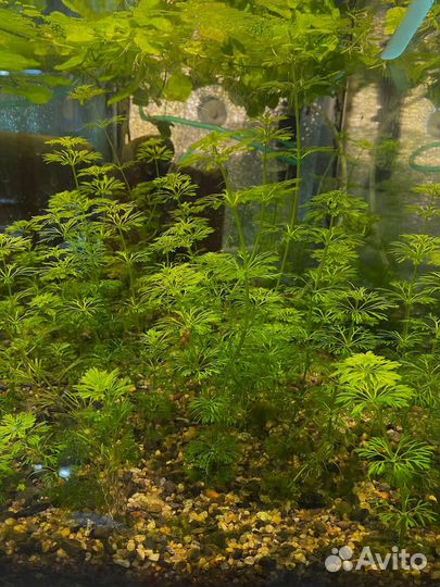 Ферма аквариумных растений