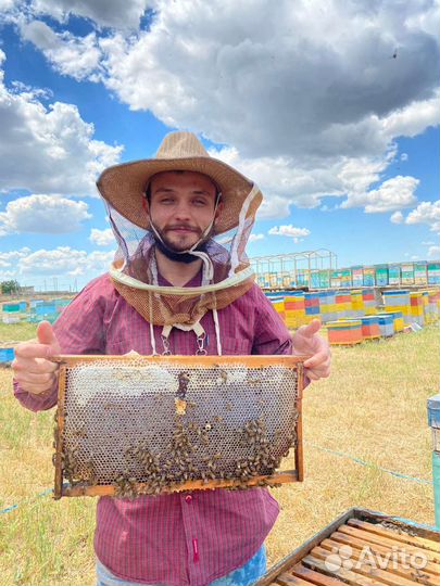 Продам свежий мёд 2023