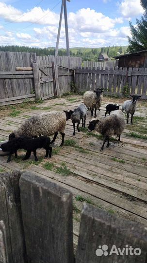 Бараны,овечки