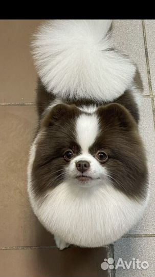 Стрижка собак и кошек(породный груминг)