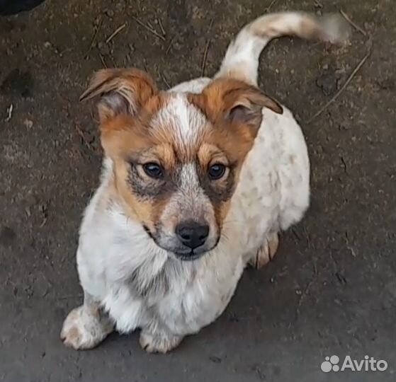 Щенки-мальчики