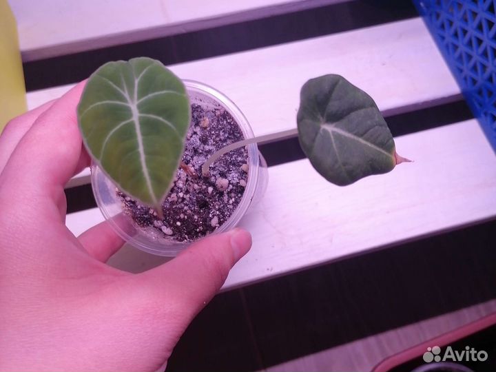 Алоказия Black Velvet