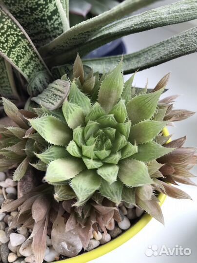 Кактусы и суккуленты