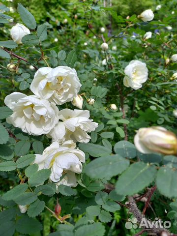 Роза кустовая