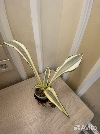 Сансевиерия Splash Сплэш