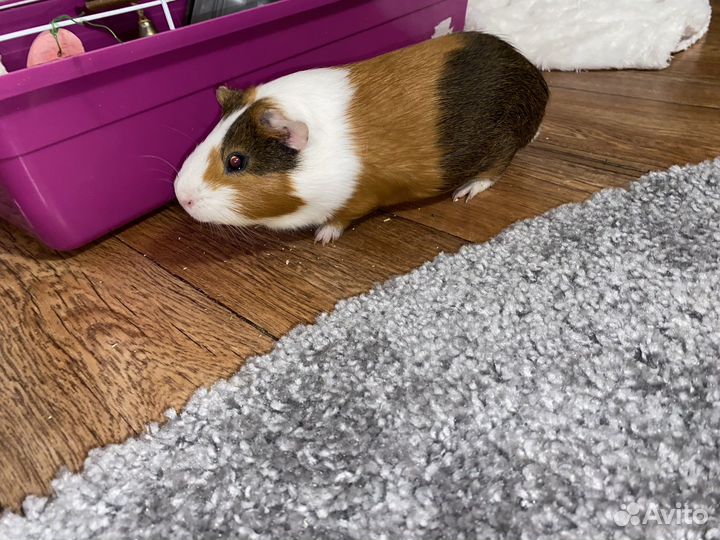 Морская свинка