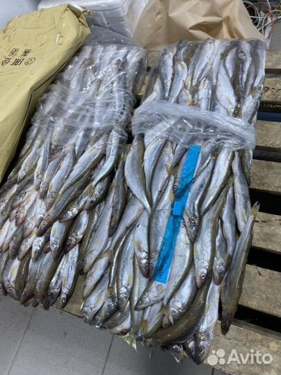 Корюшка опт