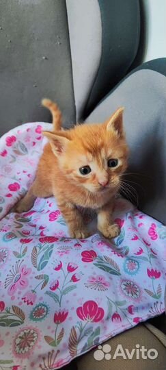 Котята бесплатно