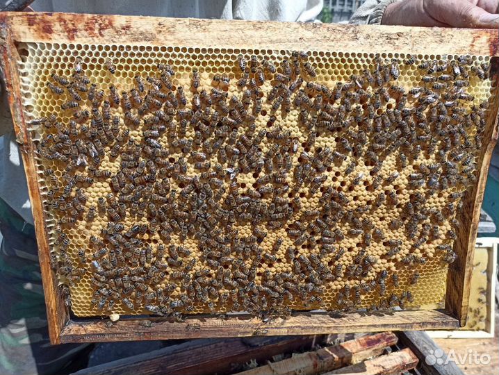 Пчелопакеты, пчелы 2023