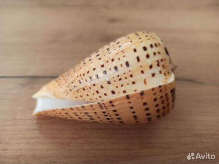 Морские раковины