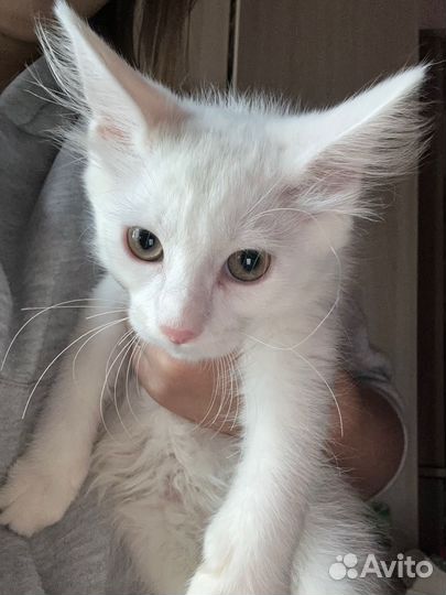 Котята мейн-кун метис