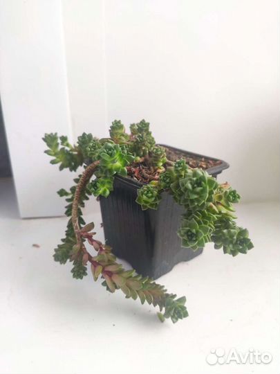 Суккуленты