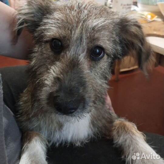 Передержка животных