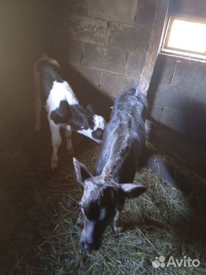 Телёнок и Бычок