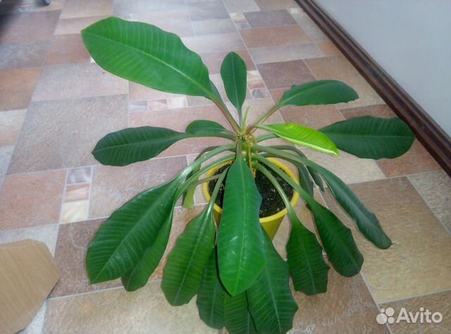 Эуфорбия(Молочай) и еще Пальма финиковая