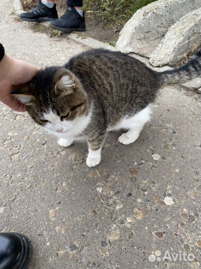 Кошечка в добрые руки