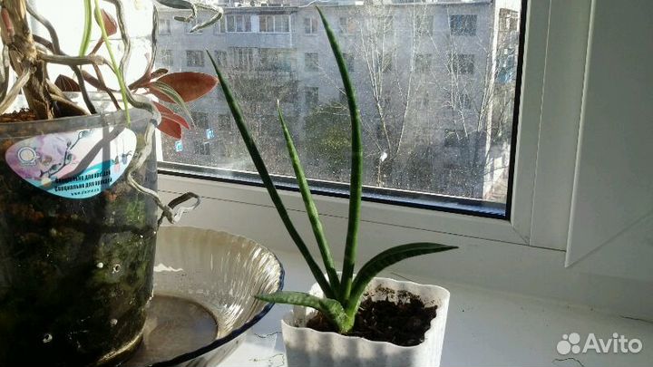 Драгоценная орхидея, сансевиерия, редкие традескан