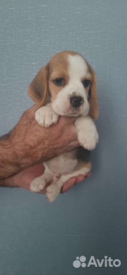 Бигль щенки