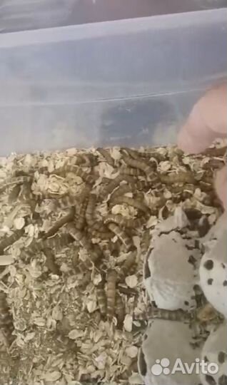 Зофобас живой