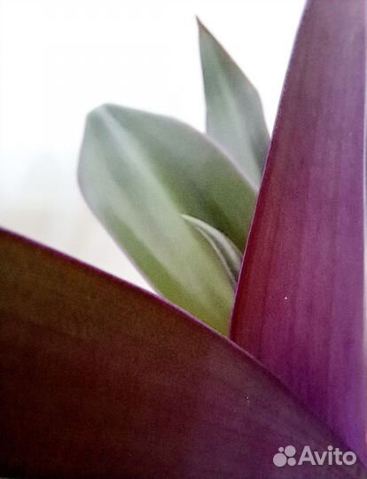 Традесканция рэо