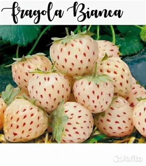 Клубника, сорт Фрагола Бьянка, гипоаллергенный